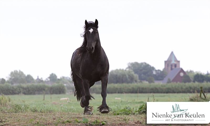 [Besloten] Wicked Fantasy Horse Shoot 2. • Bokt.nl