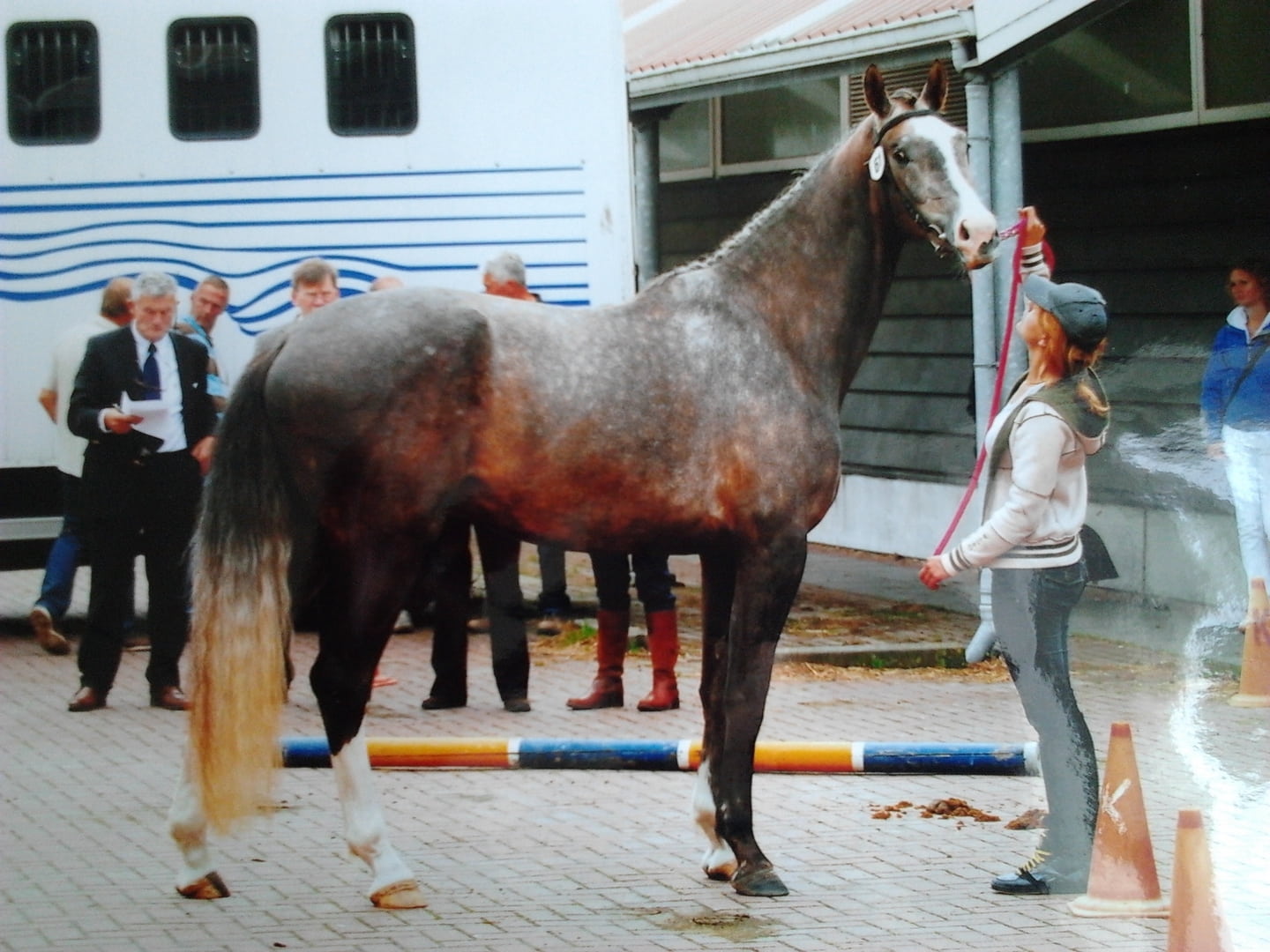 [FOTO] Mijn 'lelijke' schimmel als (sport)paard.. • Bokt.nl1440 x 1080